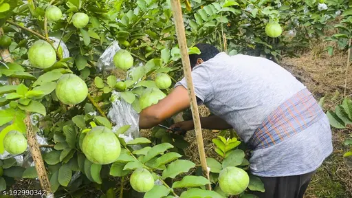 Guava Farmer : संघर्ष से समृद्धि तक