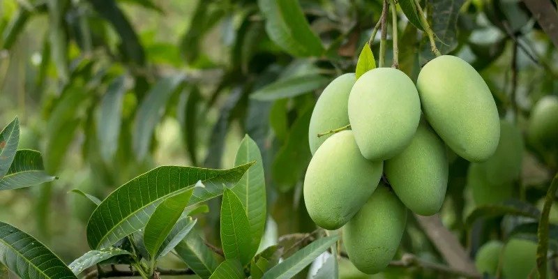 Mango : तेलंगाना में आम की पैदावार में मौसम बाधा बना