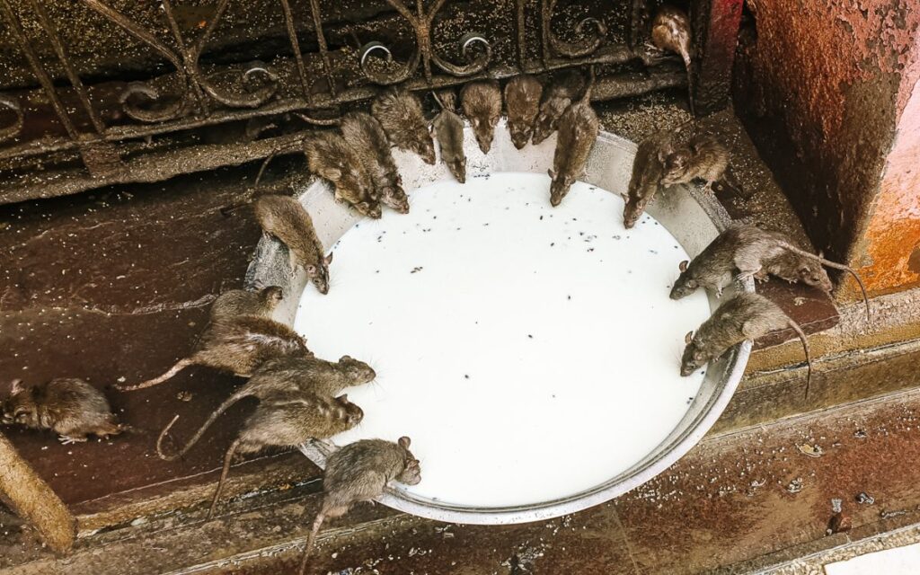 करणी माता मंदिर