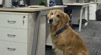 Golden Retriever Denver