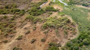 पेड़ों की कटाई पर सख्त हुआ सुप्रीम कोर्ट