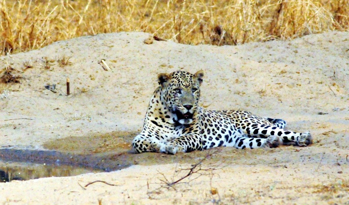 सफारी