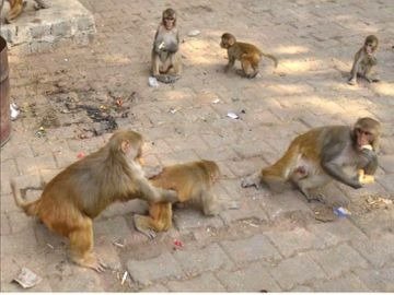 Mathura ने एयर गन से 2 दर्जन से ज़्यादा बंदरों को उतारा मौत के घाट