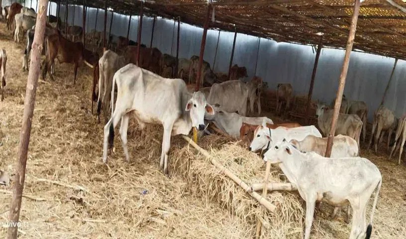 कोडेलू
