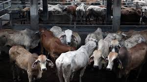 इंडोनेशिया: 2029 तक 20 लाख Cattle आयात योजना