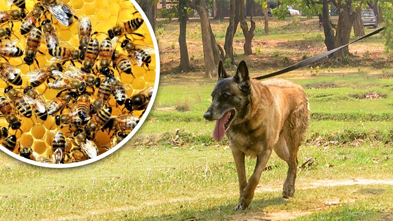 छत्तीसगढ़
