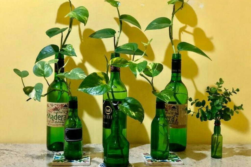 क्या कांच की बोतल में मनी प्लांट लगाना होता है शुभ, जानिए क्या कहता है ज्योतिष शास्त्र