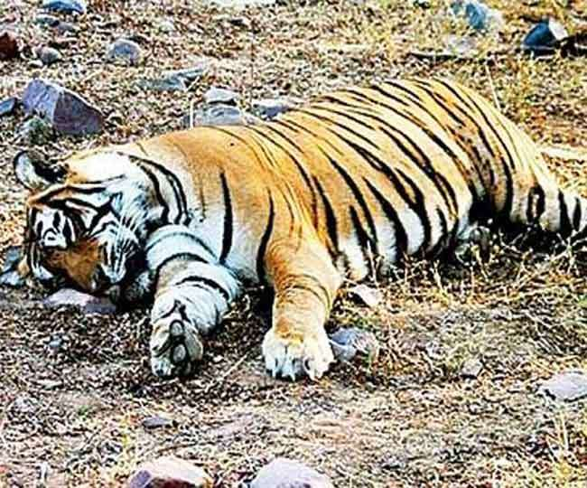 Telangana : बाघ का शिकार करने के आरोप में 16 गिरफ्तार