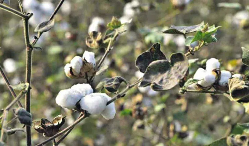 नकली और प्रतिबंधित कपास बीजों का फलता-फूलता कारोबार