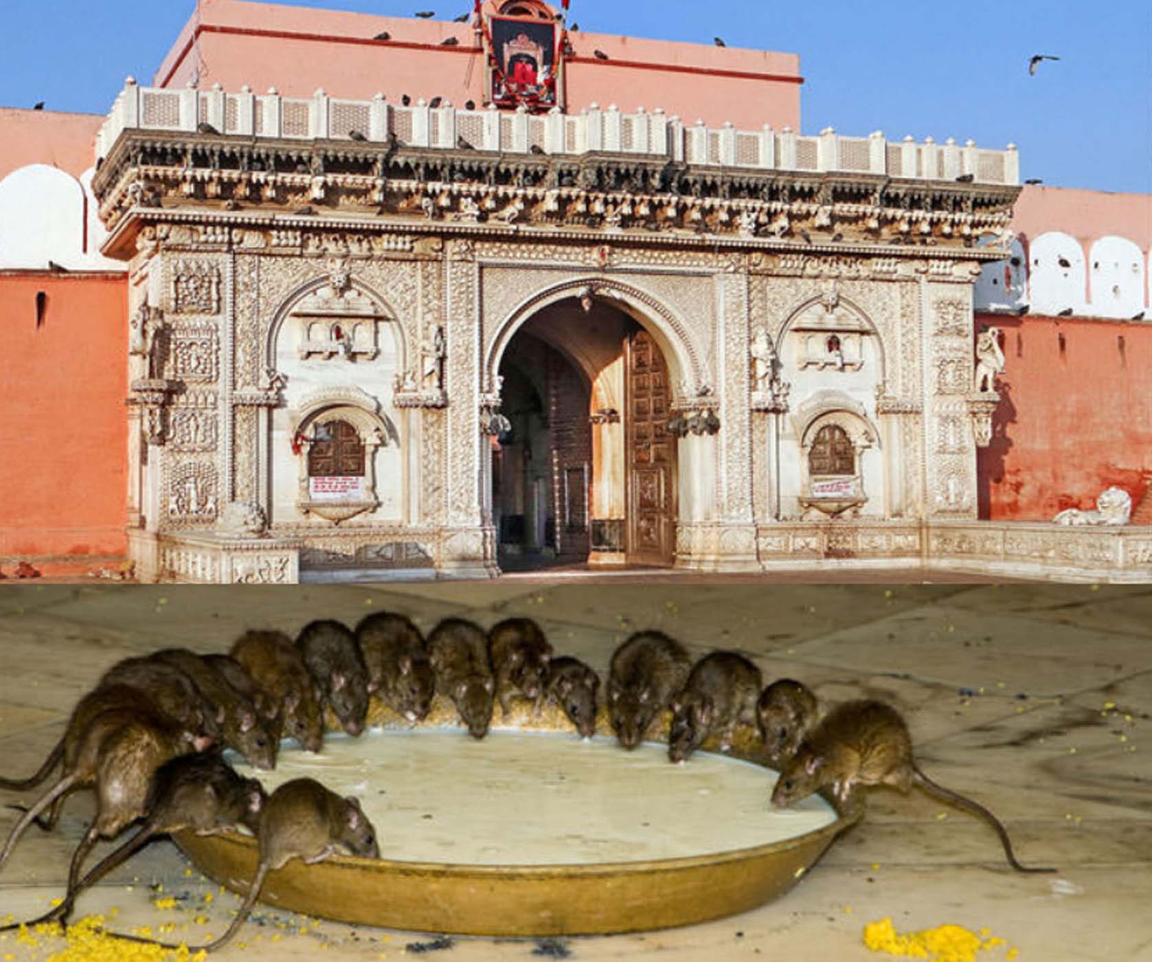चूहों का मंदिर के नाम से क्यों है मशहूर करणी माता का मंदिर