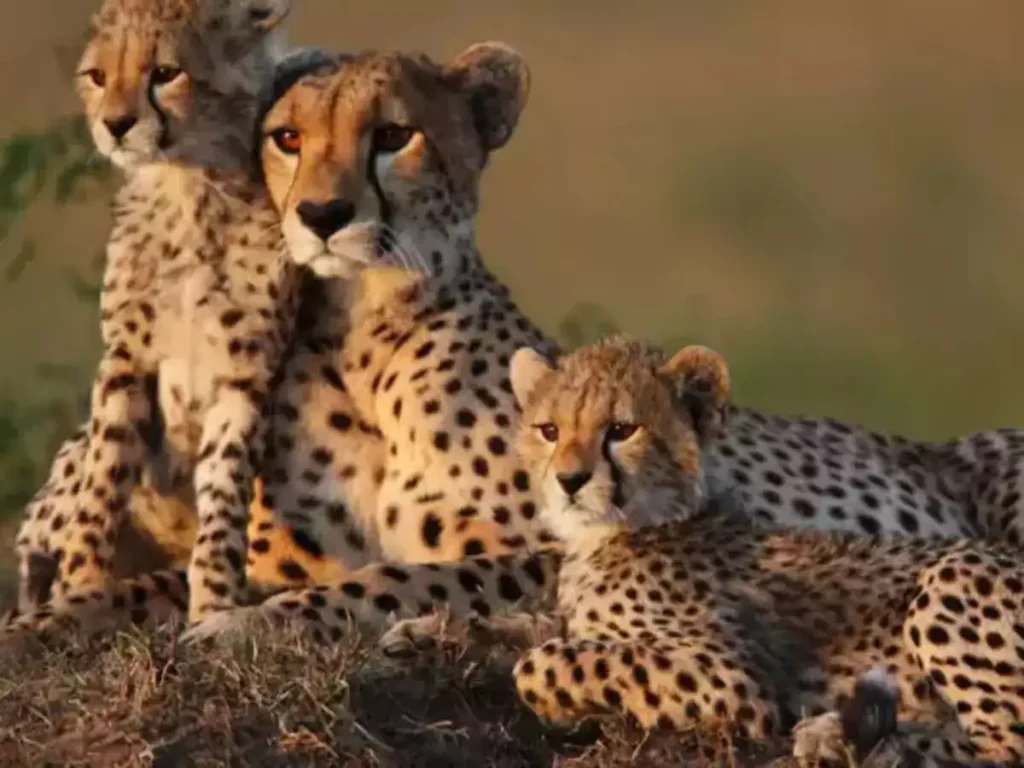 Cheetah Management: भारत से सीखना चाहता है ईरान