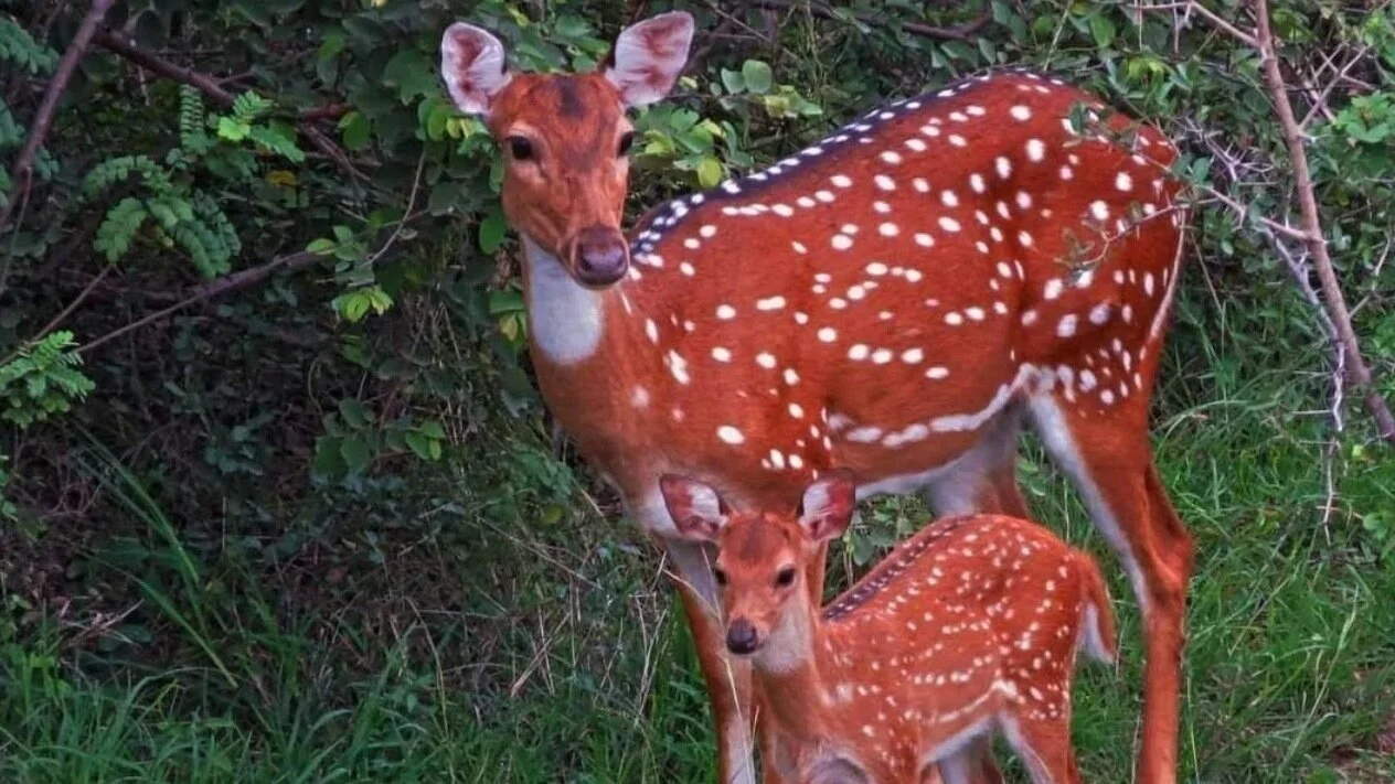 कंचे गच्चीबौली भूमि प्रकरण में सुप्रीम कोर्ट की कड़ी टिप्पणी – पर्यावरण संरक्षण पर कोई समझौता नहीं