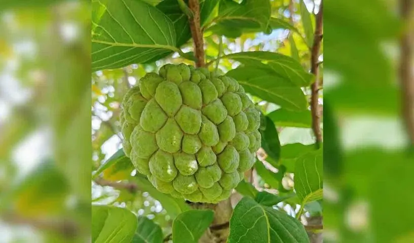 विश्व प्रसिद्ध बालानगर कस्टर्ड एप्पल जीआई टैग के करीब पहुंचा