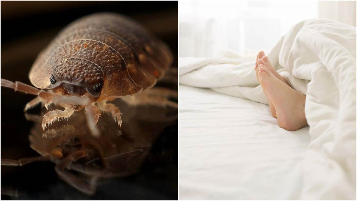 National Bed Bug Prevention Day: खटमलों से बचाव के असरदार उपाय