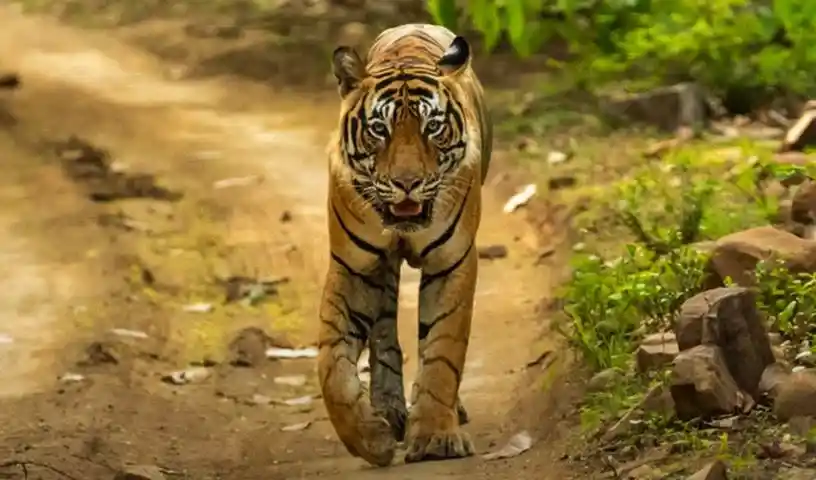 विस्थापित आदिवासियों ने कवाल टाइगर रिजर्व में पुनर्वास में देरी का विरोध किया