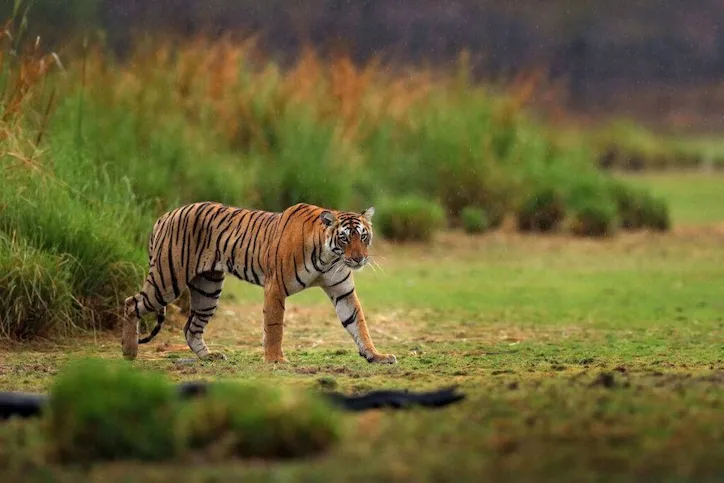 जंगल में बसे लोगों को बाहर शिफ्ट करेगी योगी सरकार