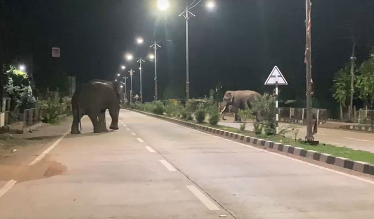 दो किसानों को मारने वाला हाथी तेलंगाना-महाराष्ट्र सीमा पर आया वापस