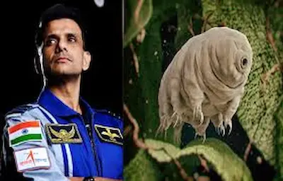“जल भालू” या “मॉस पिगलेट”