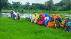 Agriculture: तेलंगाना में किसानों की नई कृषि कार्य की आरंभ