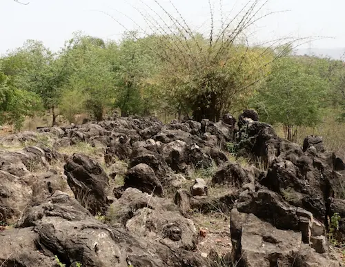 UNESCO: दुनिया का सबसे प्राचीन सोनभद्र का जीवाश्म पार्क यूनेस्को की धरोहर में शामिल