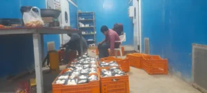 मशरूम की खेती से किसानों को आत्मनिर्भर बना रही योगी सरकार