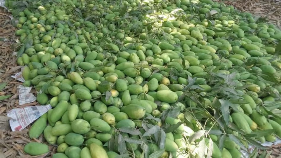 Dussehri Mango: उत्तर प्रदेश के दशहरी आम का दुबई को पहला सीधा निर्यात