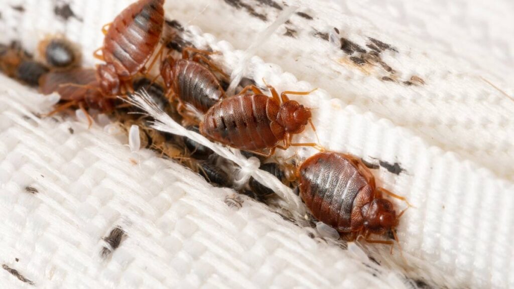 National Bed Bug Prevention Day: खटमलों से बचाव के असरदार उपाय