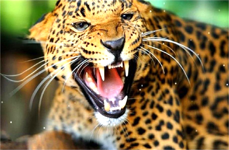 UP : नही थम रहा तेंदुए के हमले का सिलसिला, सो रहे बुजुर्ग पर किया हमला