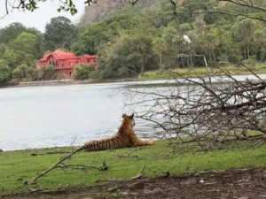 Ranthambore: मां की मौत के बाद निहारती रही बाघिन बेटी