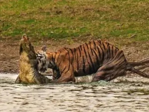 Ranthambore National Park : मगरमच्छ की शिकारी बाघिन की मौत