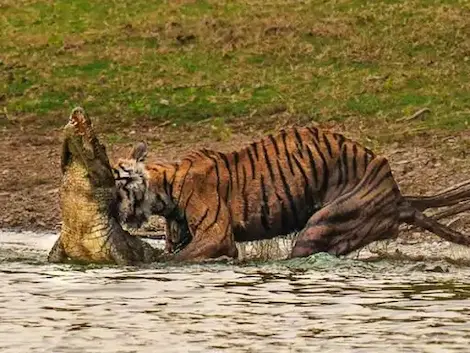 Ranthambore National Park : मगरमच्छ की शिकारी बाघिन की मौत