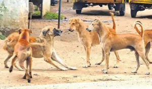 Sangareddy : आवारा कुत्तों का आतंक, छह महीने में 3,000 से ज़्यादा कुत्तों ने काटा