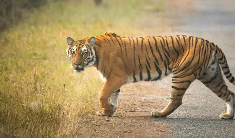 कवाल
