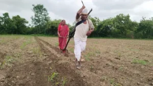 Maharashtra : संघर्ष की मिसाल, जब मजबूरी में पति बना बैल