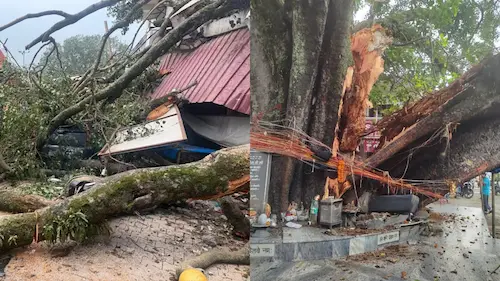 Uttarakhand : सदियों पुराना वटवृक्ष गिरा टपकेश्वर महादेव मंदिर में