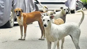 Patna : सर्टिफिकेट पर कुत्ते की तस्वीर, मां का नाम कुतिया देवी