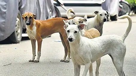Patna : सर्टिफिकेट पर कुत्ते की तस्वीर, मां का नाम कुतिया देवी
