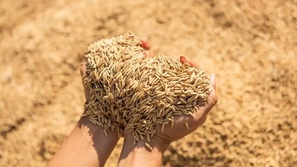 धान
