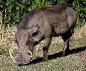 आसिफाबाद में जंगली सूअर के हमले में महिला की मौत