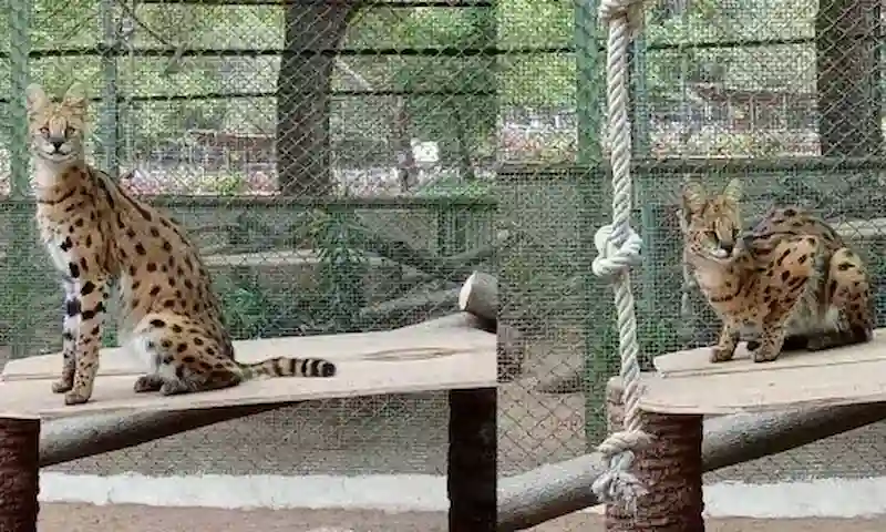 चिड़ियाघर