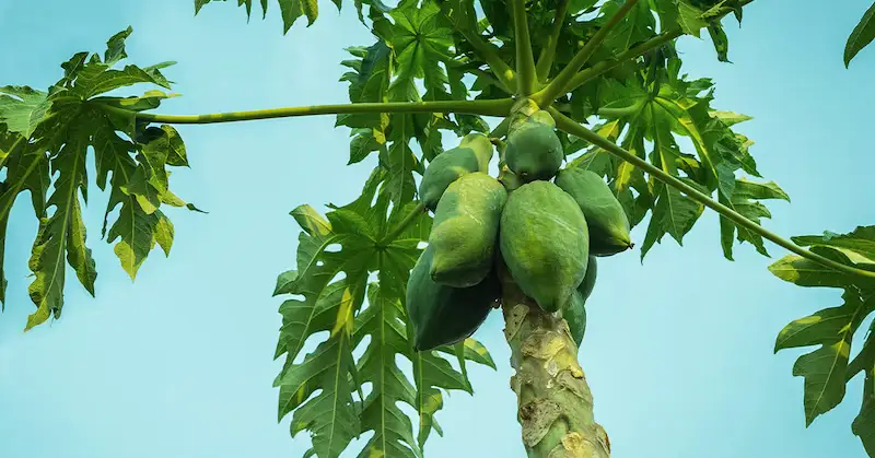 स्किन