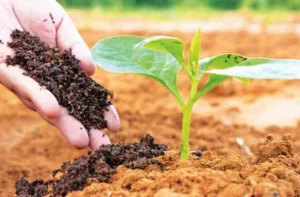 Agriculture : जैविक खेती को बढ़ावा दे रही केंद्र सरकार