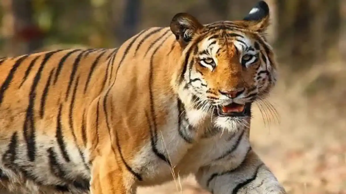 बाघ ने मारा पंजा, परिवार पर टूटा दुखों का पहाड़