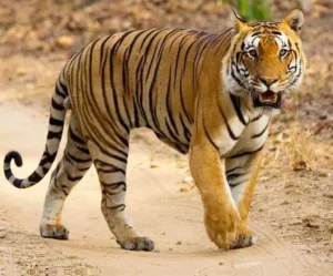 Mancherial : बाघ मंचेरियल में बसा, एक और बाघ क्षेत्र की तलाश में