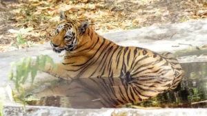 Adilabad : वनों पर अतिक्रमण के कारण कवाल में बाघों का आगमन बाधित
