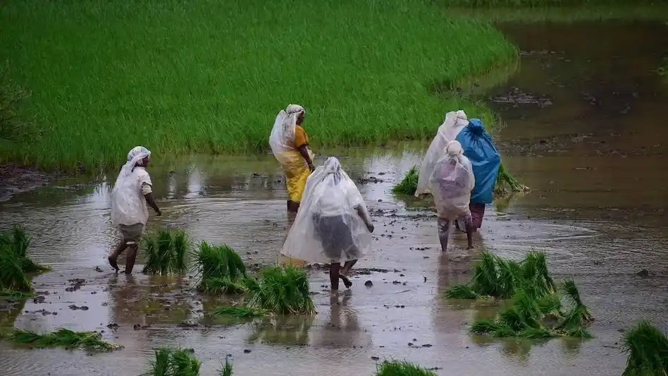 Hyderabad : अनिश्चित सिंचाई जल आपूर्ति के कारण तेलंगाना में बुवाई का काम धीमा