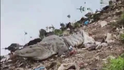 Hyderabad : चैतन्यपुरी में मूसी नदी में देखा गया मगरमच्छ