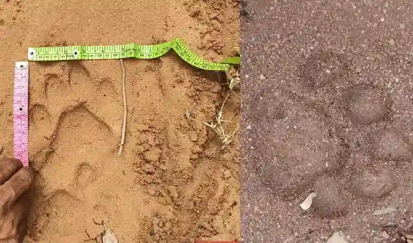 Mancherial : बाघ ने एक और बछड़े को मार डाला