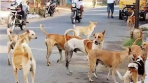 Sangareddy : आवारा कुत्तों ने 8 साल की बच्ची को नोच डाला
