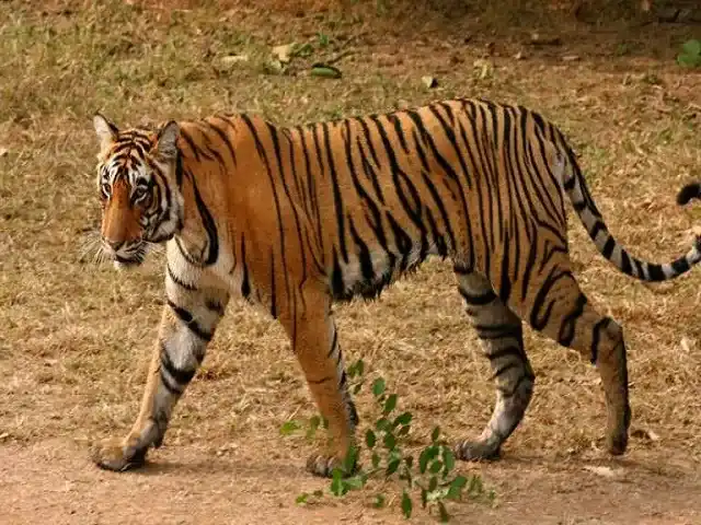 बाघ